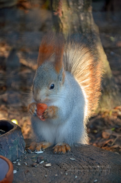 [Zoo-am-Meer-Bremerhaven-251113-45.jpg]