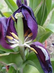 DSC03418.JPG
