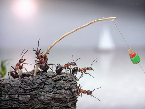 Life-of-Ants-Andrey-Pavlov-21