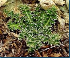 Musk thistle