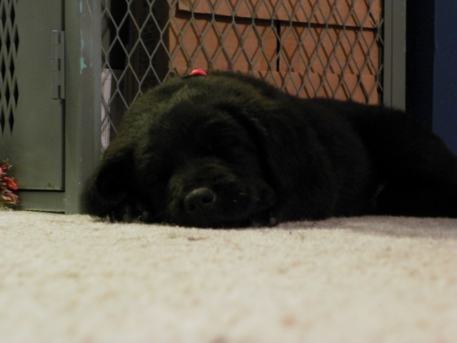 [puppy%252009%255B2%255D.jpg]