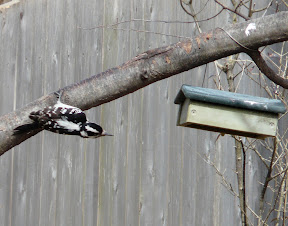 Harriet the Hairy Woodpecker going for the upside-down suet feeder