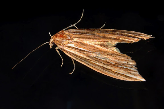 Hétérocères d'Australie - Probablement : Xyloryctidae : Leistarcha scitissimella WALKER, 1864. Umina Beach (NSW, Australie), 5 juin 2011. Photo : Barbara Kedzierski