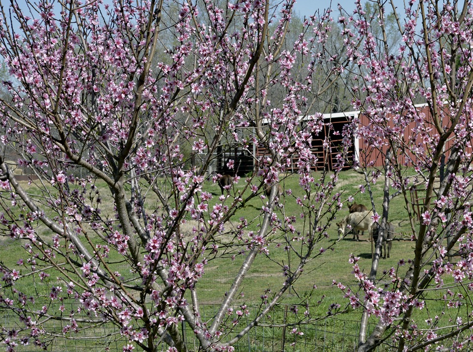 [spring%2520-baby%2520rabbits%2520043%2520Fb%255B4%255D.jpg]