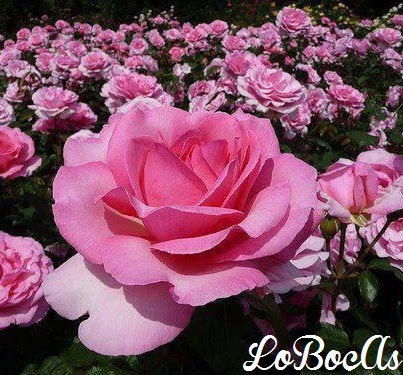 [rosas-rosa-LoBocAs-1000%255B4%255D.jpg]