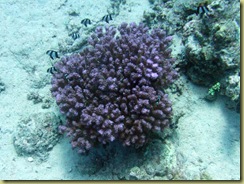 Zebra Fish in coral