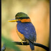 Rufous-Collared Kingfisher --- Halcyon concreta - Male.jpg