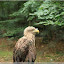  &ndash; Adler im Wisentreservat bei Miedzydroje