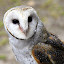 ASnowy Owl - Adelaide, Australia