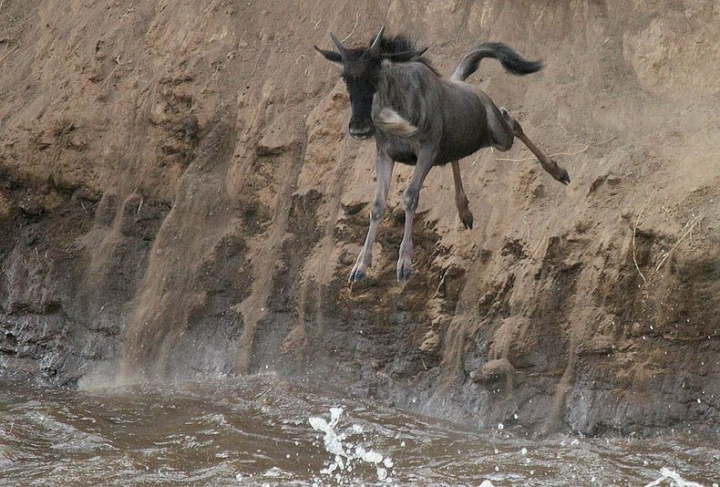 "الهجرة الكبرى" في نهر مارا العظيم Mara-river-crossing-8%25255B2%25255D