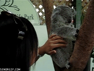 koalaears