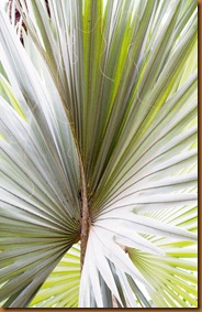 Marrakech Majorelle palm_edited-1 Marrakech Majorelle palm_edited-1