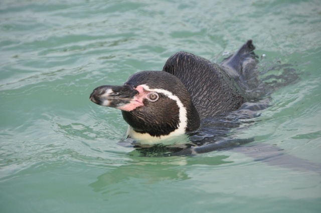 [Humphrey%2520in%2520pool%2520%2528resized%2529%25205%2520Dec%25202011%255B9%255D.jpg]