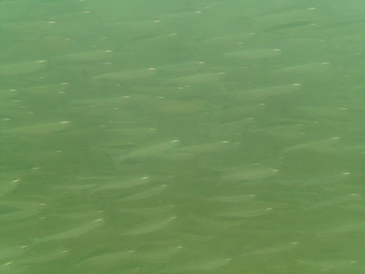 These fish formed a dark cloud just under the water near the shore.