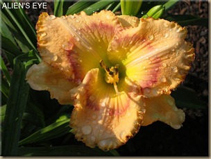 Aliens_Eye_ Aliens_Eye_