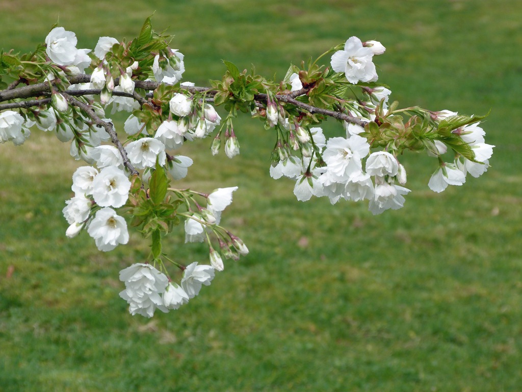 [Japanese%2520Gardens%2520in%2520the%2520Spring%25204%255B4%255D.jpg]