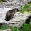 Marmotte ! (© Mamissi)