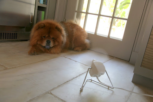 I also like to find a fan or an air conditioning vent to sit by to help me cool down in my big fur coat.  Some people think I might need a haircut in the summer but my internal cooling system works just fine!