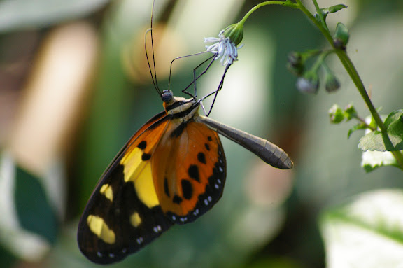 Melinaea ludovica CRAMER (1780). Lagoinha (Ubatuba, SP), 13 février 2011. Photo : J.-M. Gayman