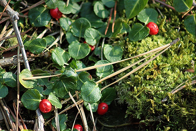 [Fall2_PartridgeBerries_PineNeedles%255B4%255D.jpg]