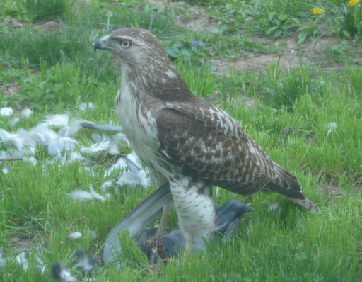 Roxie the Red-tailed Hawk eating a Pigeon right under the window. April 24, 2013.