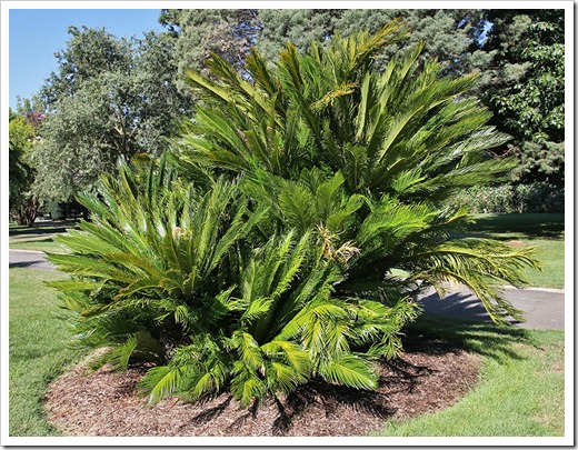 110731_Cycas_revoluta_06 110731_Cycas_revoluta_06