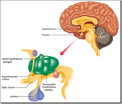 Hypothalamus Hypothalamus