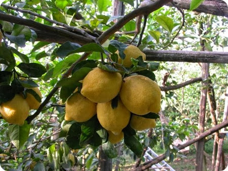 limoni sorrento