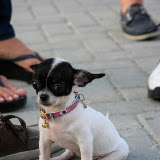 Pet Express Doggie Run 2012 Philippines. Jpg (253).JPG