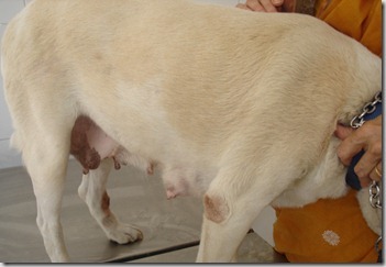 [pseudogravidanza-cagna%255B4%255D.jpg]