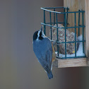 Red-breasted Nuthatch