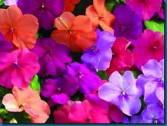 impatiens impatiens