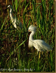 Snowy Egret _ROT3203 Bombay Hook  May 10, 2011 NIKON D3S