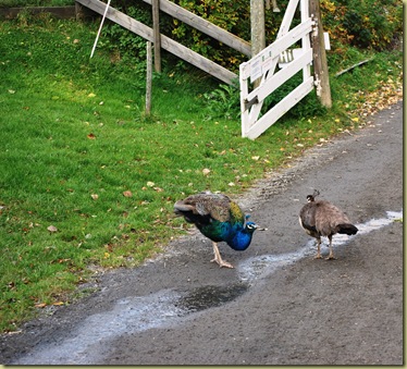 Autumn 2011 - Peacocks Oct 16