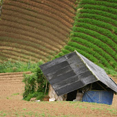 Masarang Farmer (5).jpg