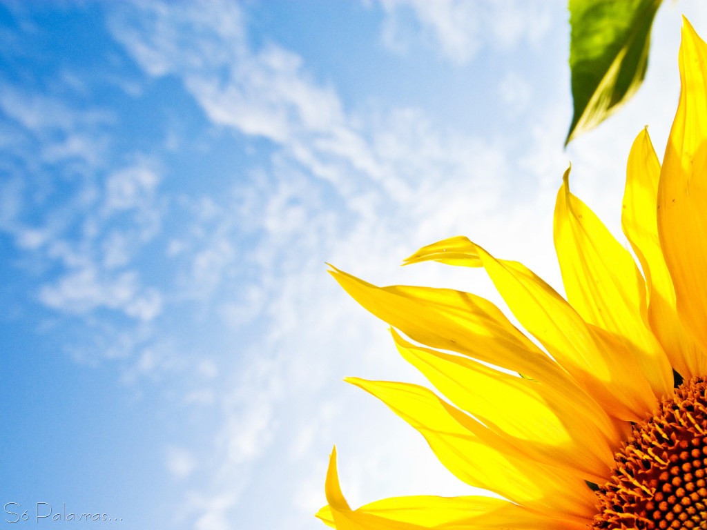 [Nature_Flowers_Bright_Sunflower_029474_%255B14%255D.jpg]