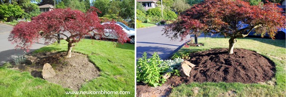 Yard-July20121-001