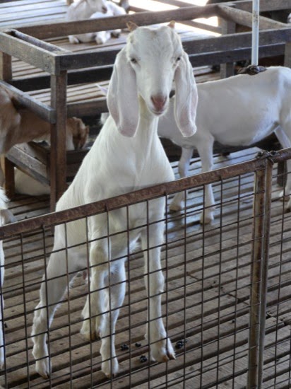 P1130915.jpg UK Farms - Goats at UK Farm