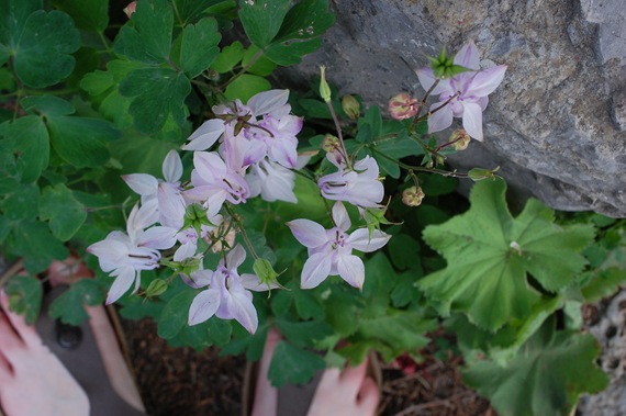 [columbine%2520sandals%255B2%255D.jpg]