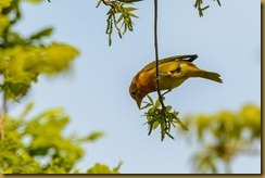 Summer Tanager - Piranga rubra