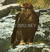 aa136 img136