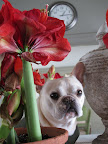 I'm so happy that Martha likes to fill the house with brightness, aren't you, Frannie? 12
