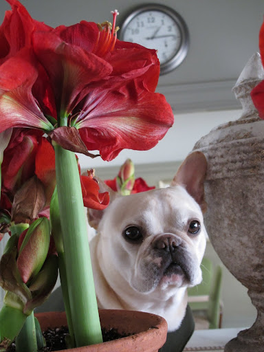 I'm so happy that Martha likes to fill the house with brightness, aren't you, Frannie? 12