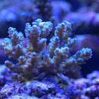 DSC_2126.jpg