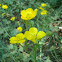 Ranunculus