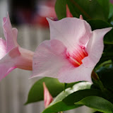 IMGP1030.JPG