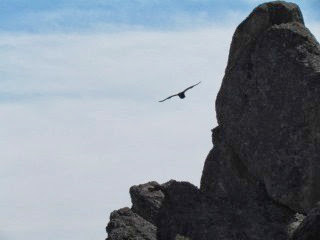 TurkeyVulturesNotCondors-5-2014-03-11-19-45.jpg