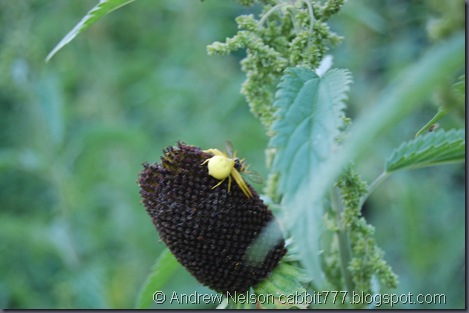 DSC_0011 DSC_0011