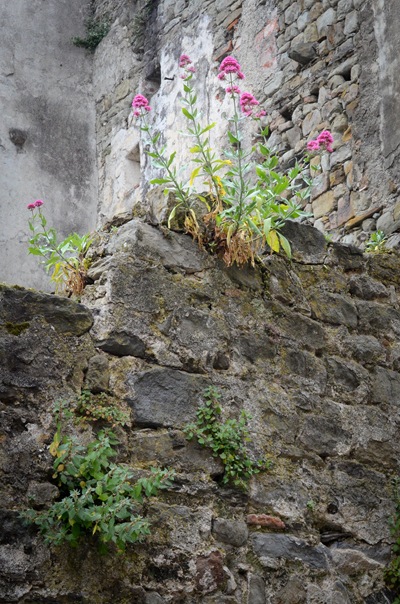 corniglia wall