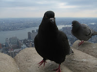Hungry pidgeons.